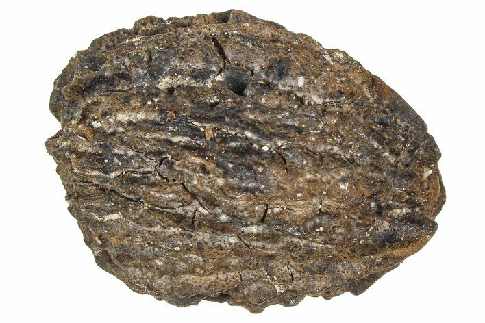 Pliocene Fossil Hickory Tree (Carya) Nut - France #365389